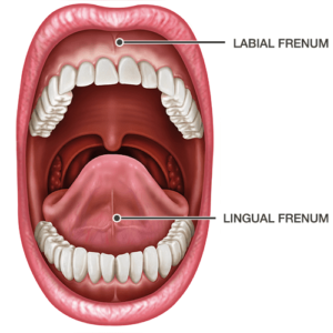 Read more about the article Frenums And Frenectomy